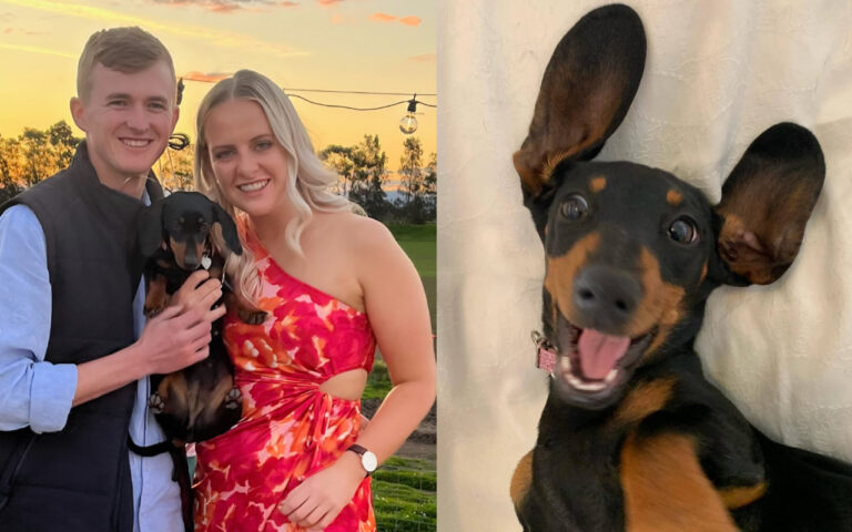 Suczka Valerie odnaleziona w dziczy