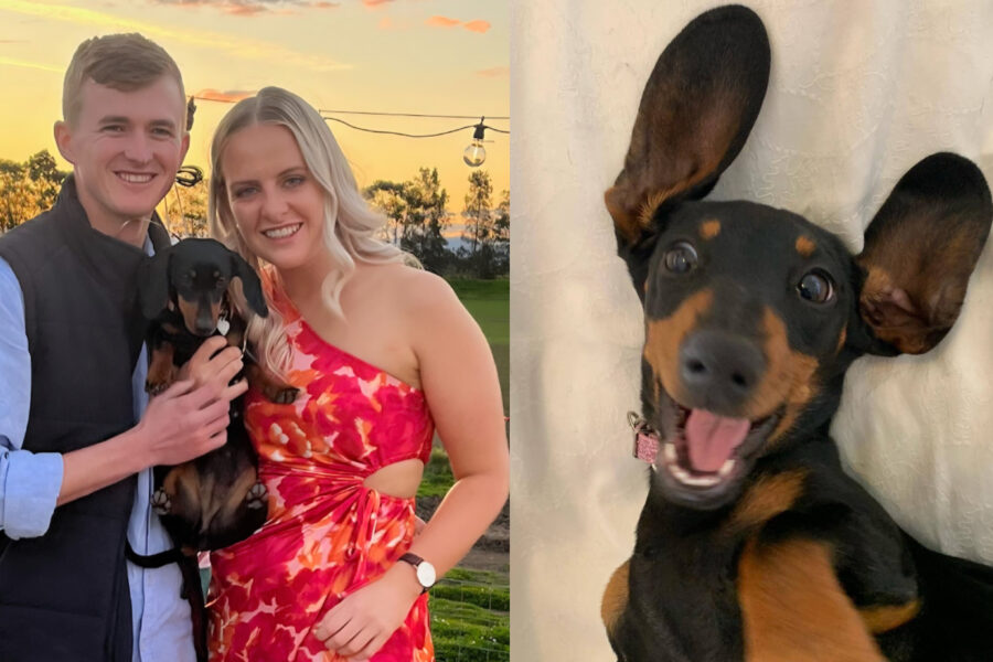 Suczka Valerie odnaleziona w dziczy