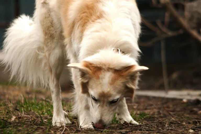 węszenie przed kupą u psa