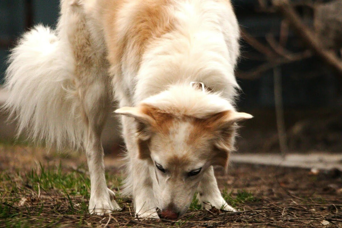 węszenie przed kupą u psa