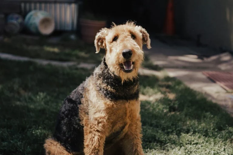 airedale terrier rasa psa