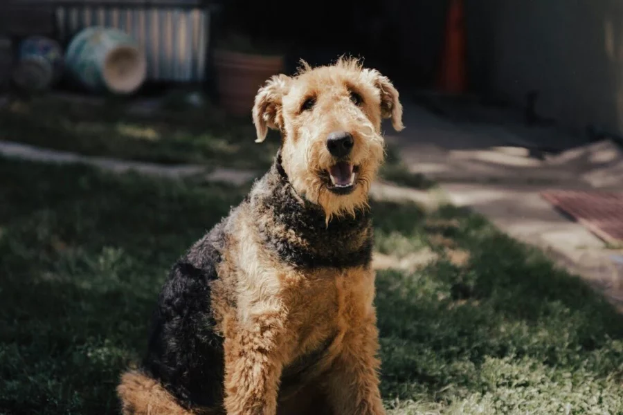 airedale terrier rasa psa
