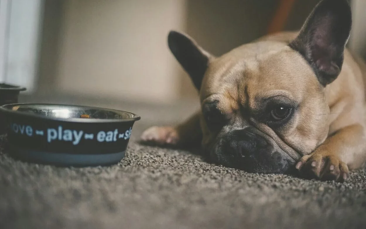 alergia pokarmowa u psa