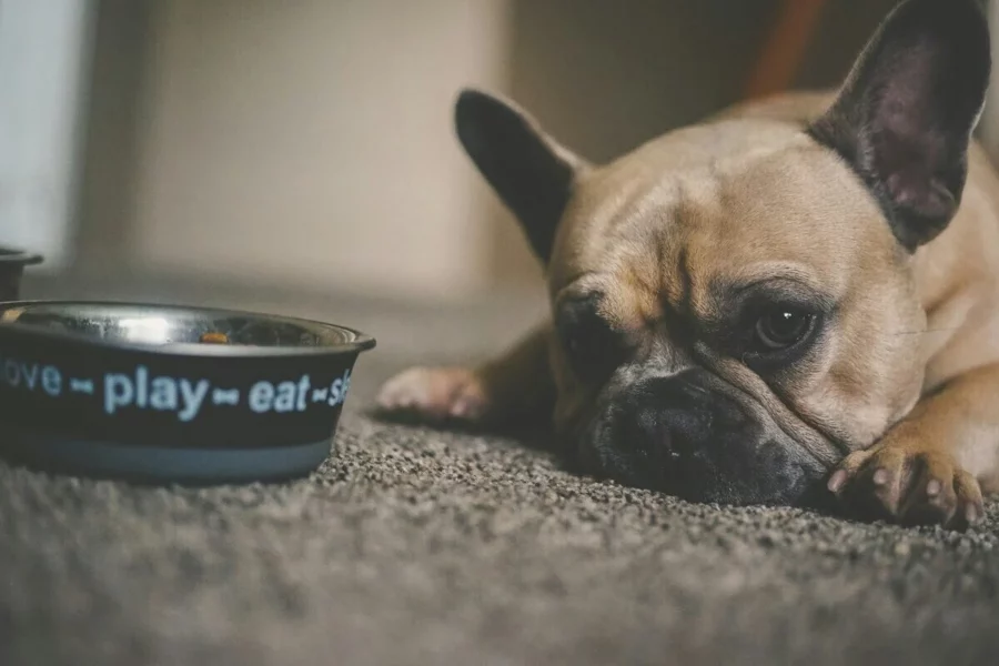 alergia pokarmowa u psa