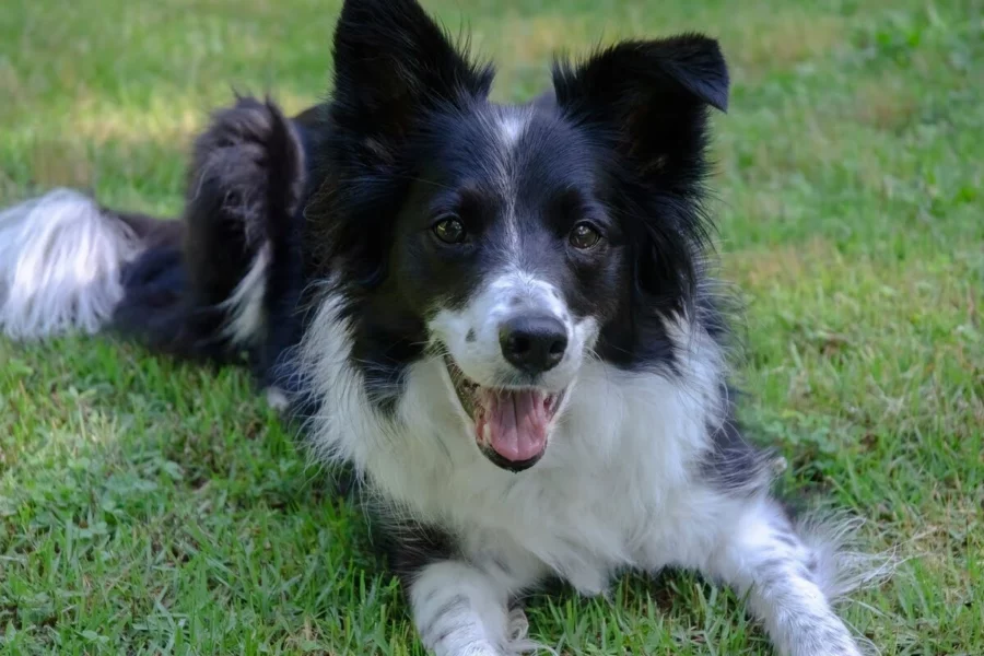 border collie