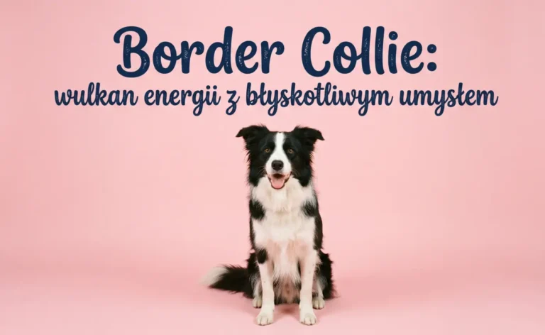 border collie