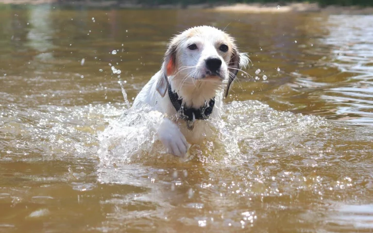 czy pies może utonąć