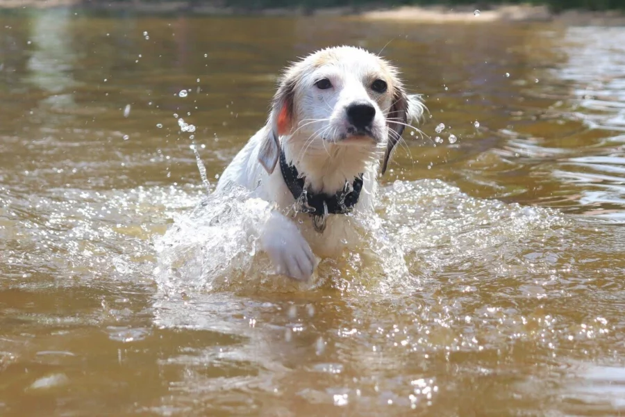 czy pies może utonąć