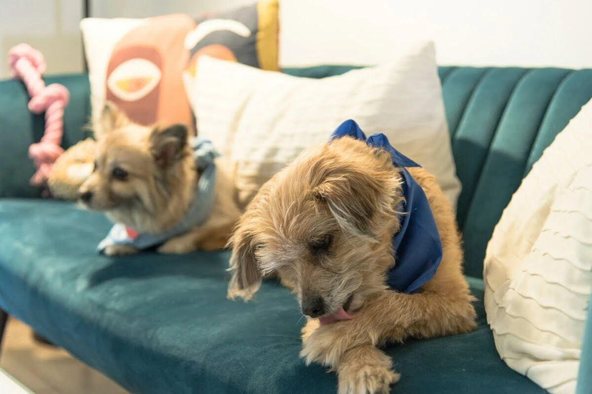 dlaczego pies gryzie łapy