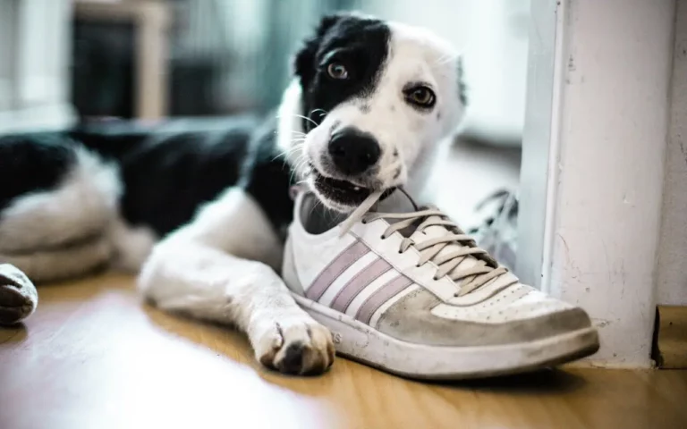 dlaczego pies niszczy rzeczy