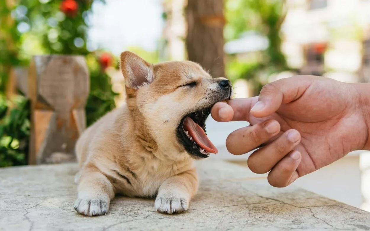 gryzienie przez szczeniaka
