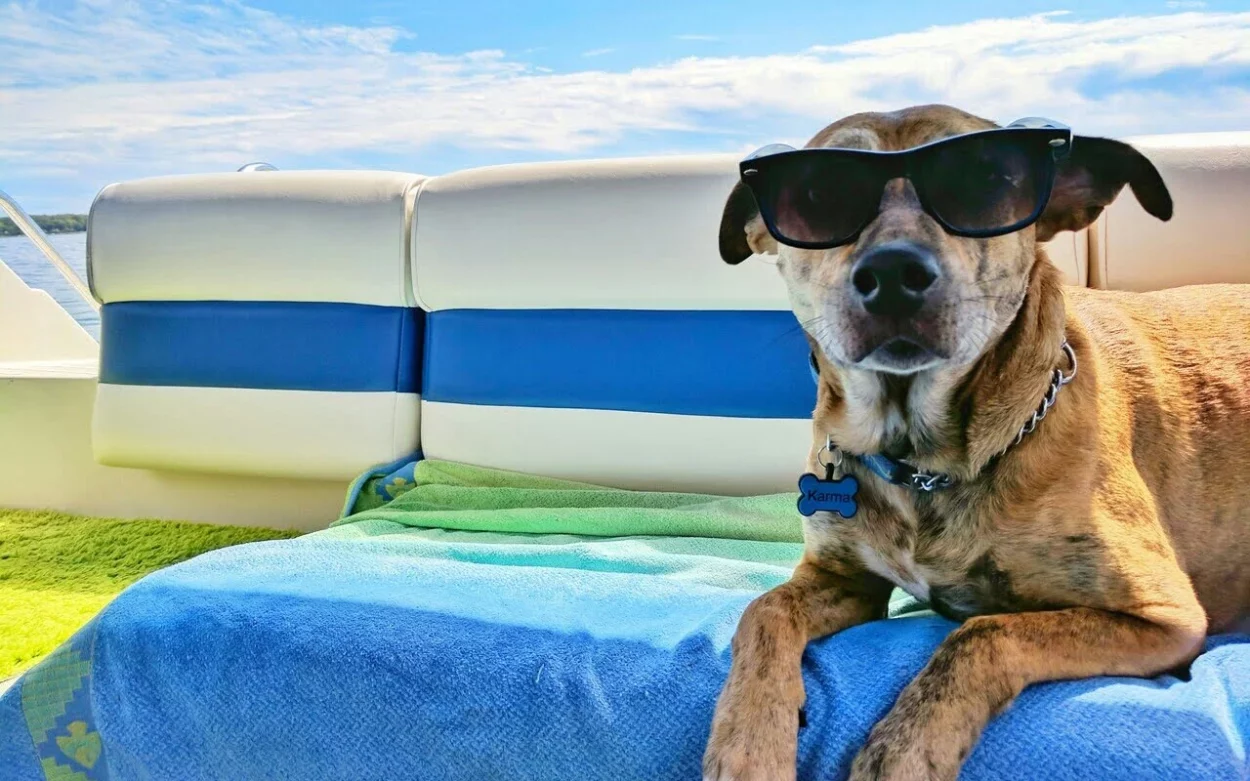 letnie zagrożenia dla psów