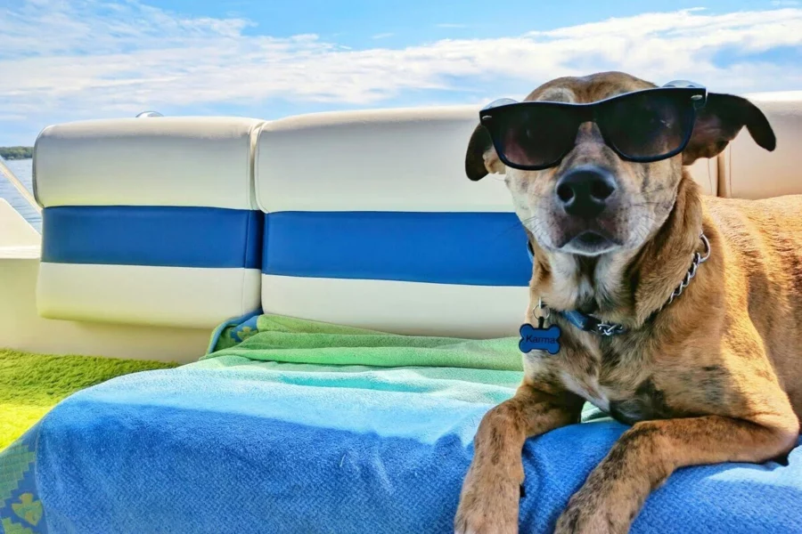 letnie zagrożenia dla psów