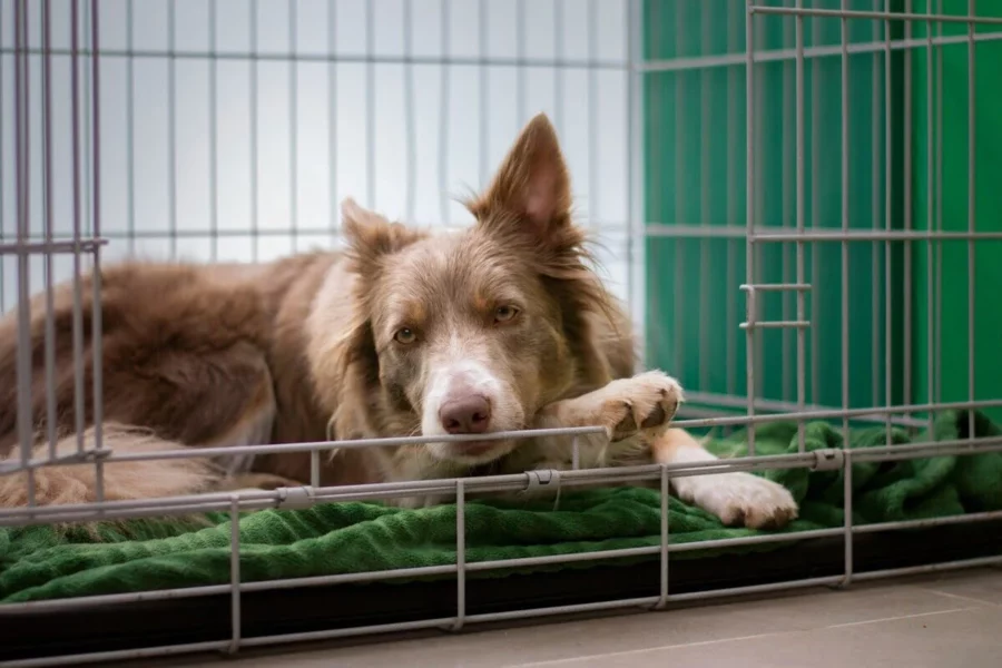 klatka kennelowa krok po kroku