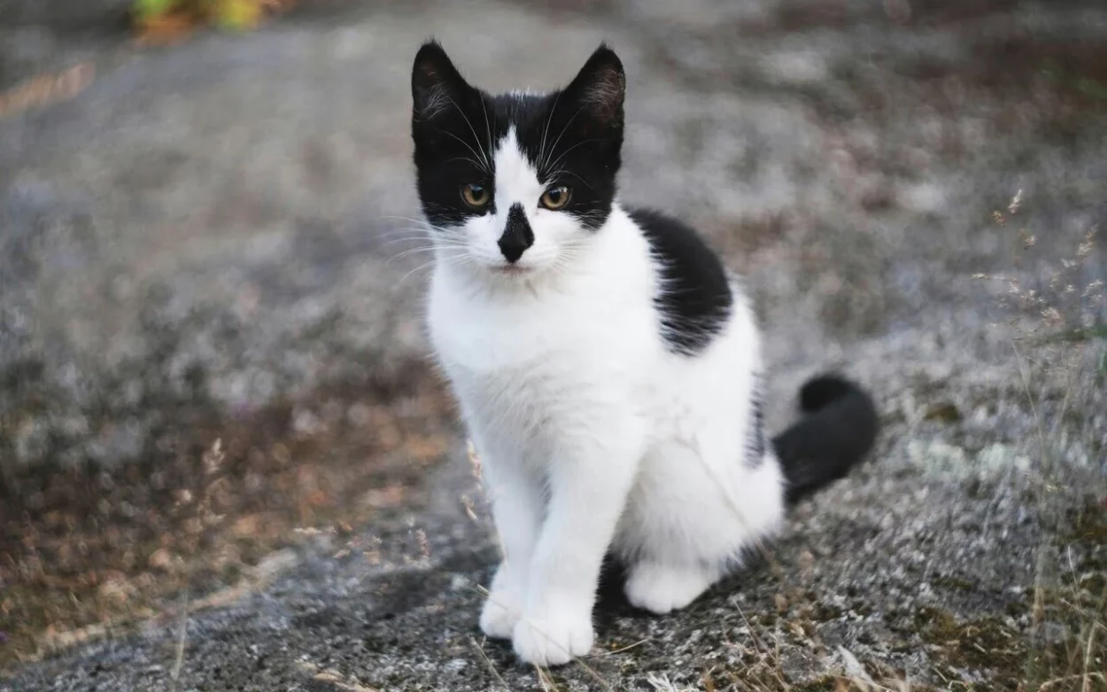 toksoplazmoza u kotów