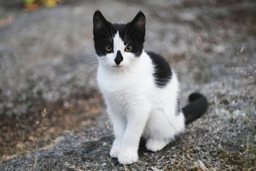 toksoplazmoza u kotów