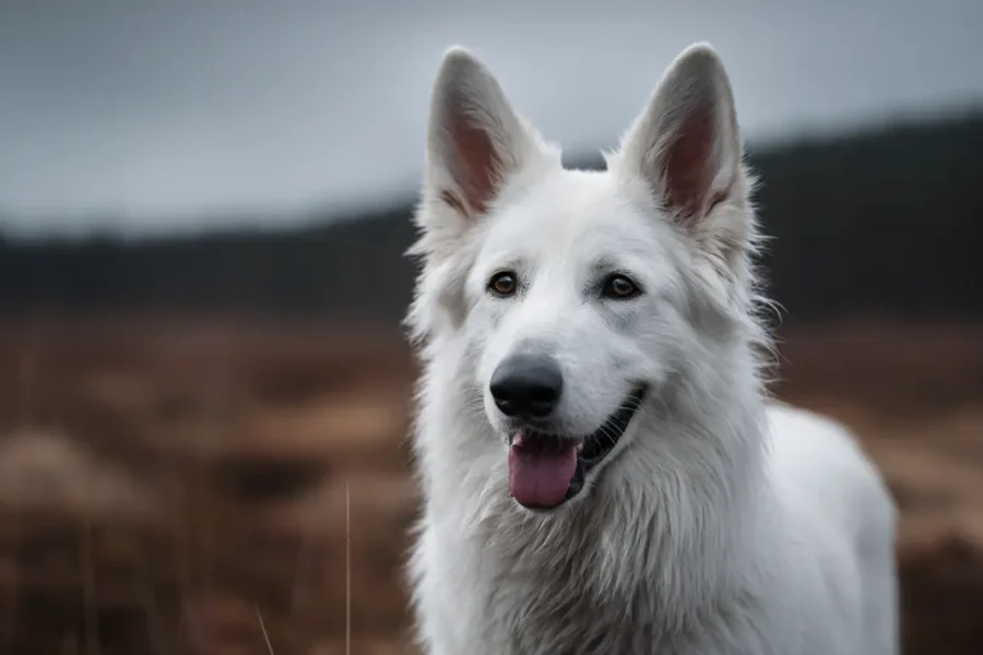 biały owczarek szwajcarski