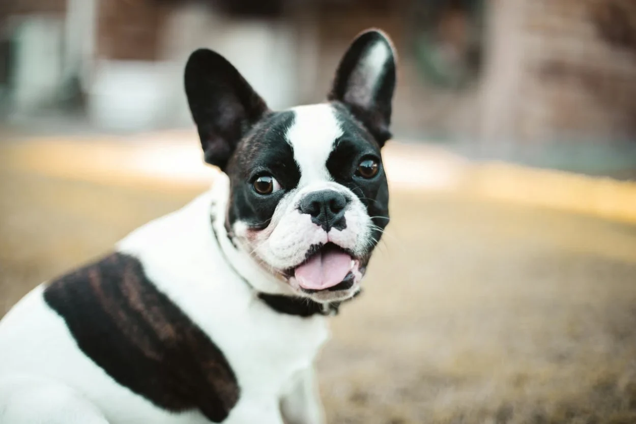 buldog francuski