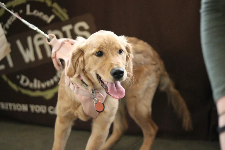 pies ciągnący na smyczy