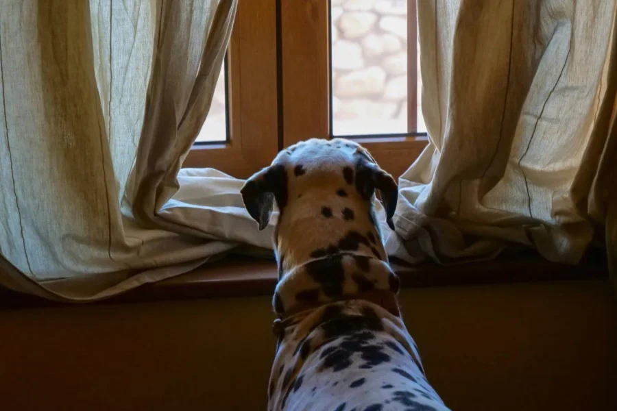 pies wyglądający za właścicielem