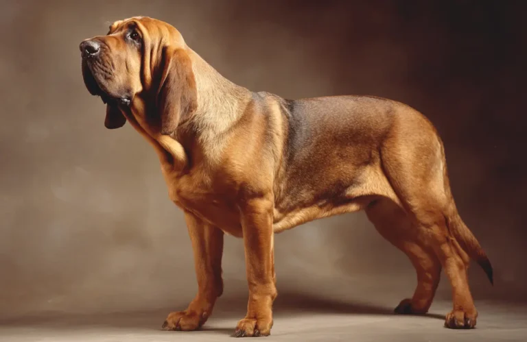 bloodhound