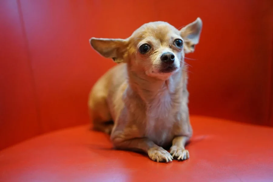drżący chihuahua