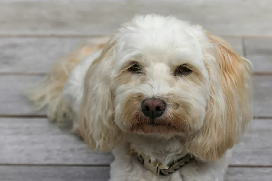 infekcja drożdżakowa u psa