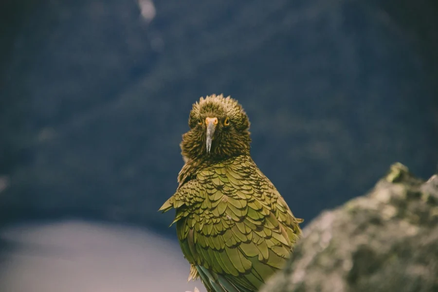 kakapo