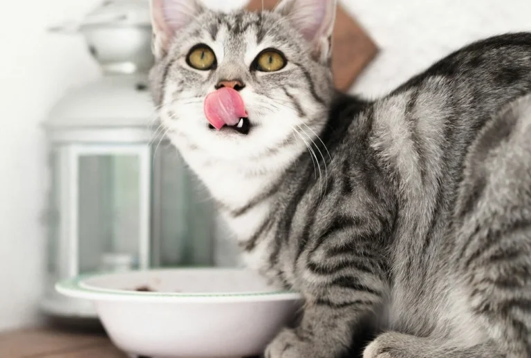 kot jedzący podroby