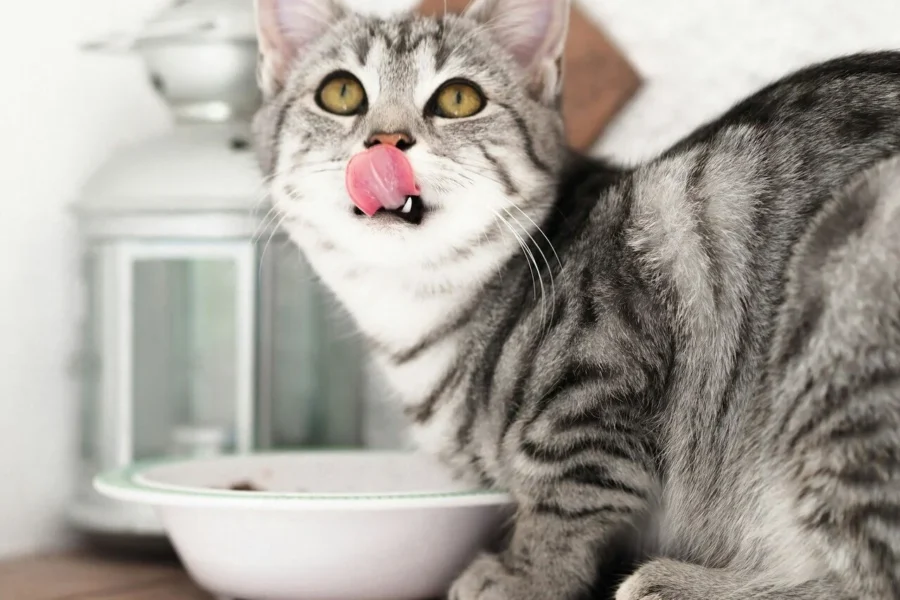 kot jedzący podroby