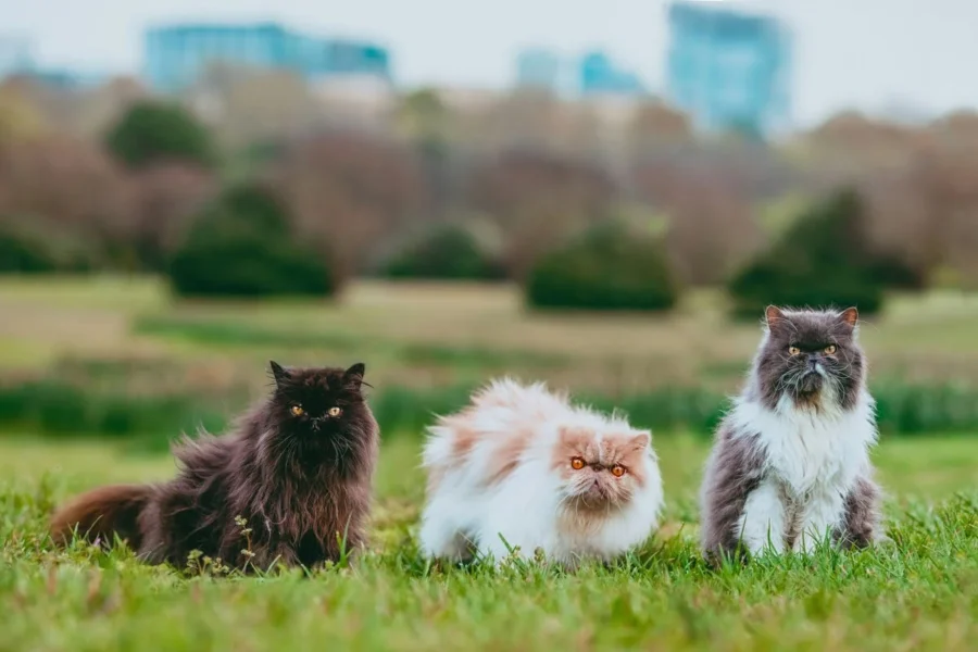 koty perskie