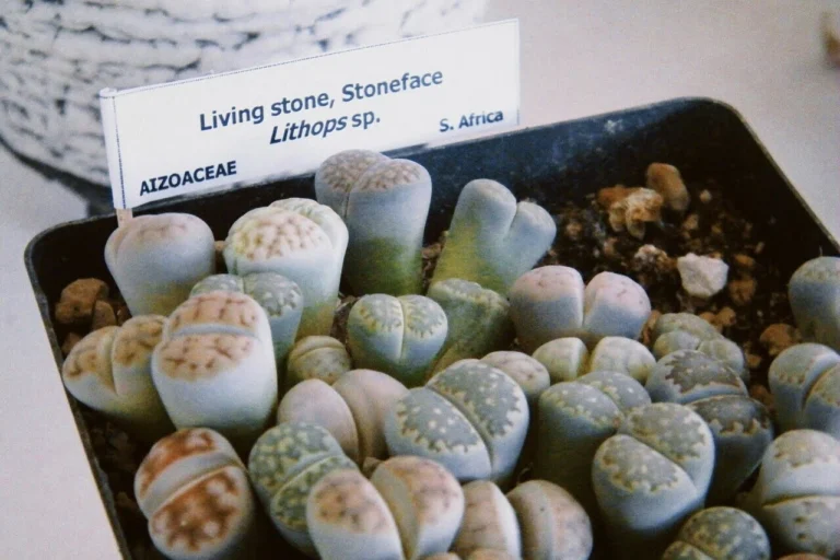 litopsy żywe kamienie
