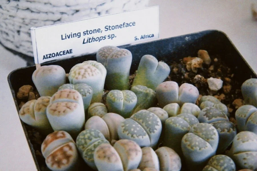 litopsy żywe kamienie