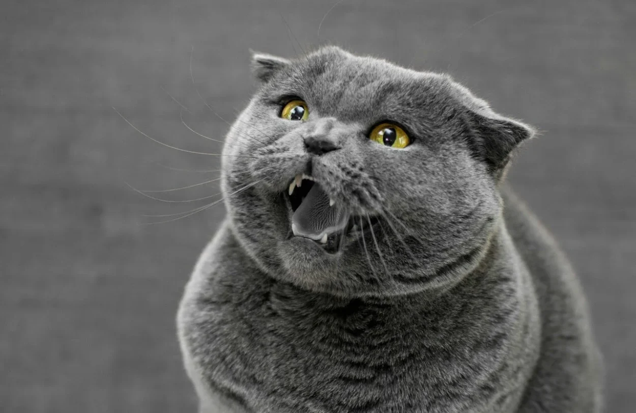 nagła agresja u kota