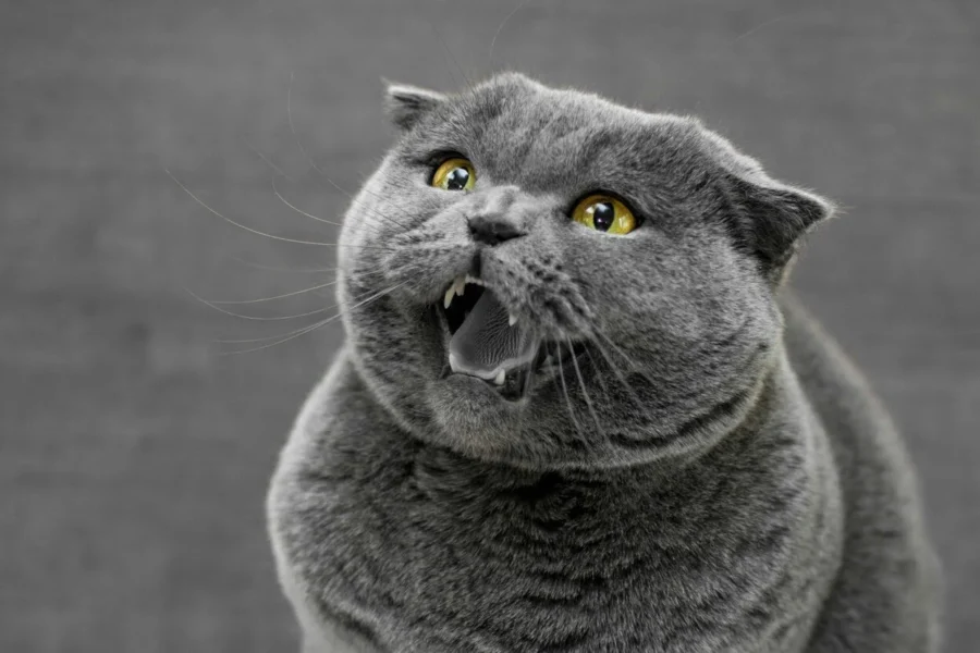 nagła agresja u kota