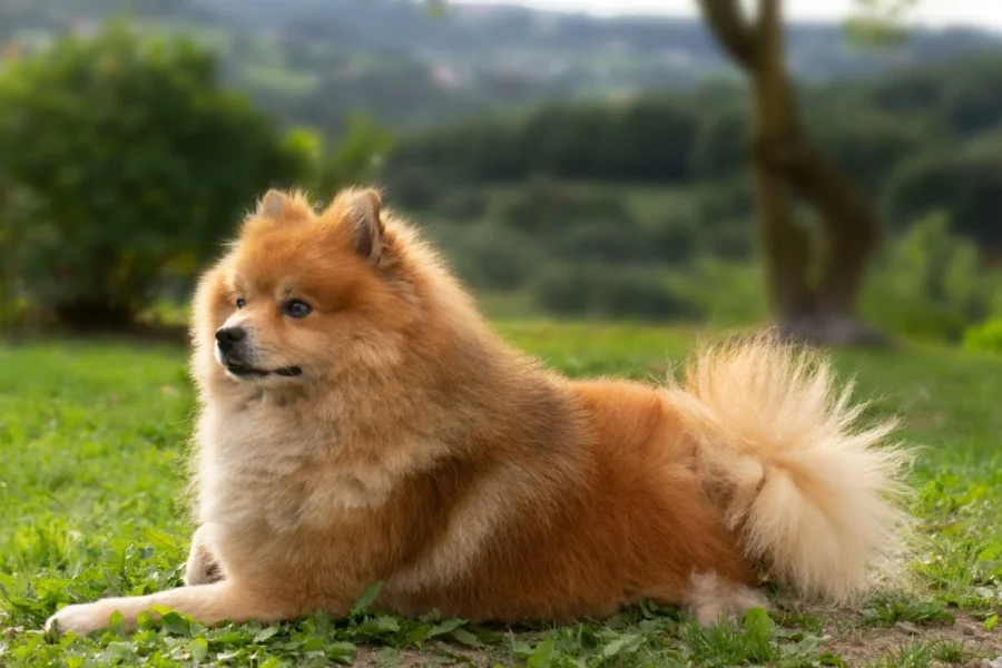 pies z długą sierścią