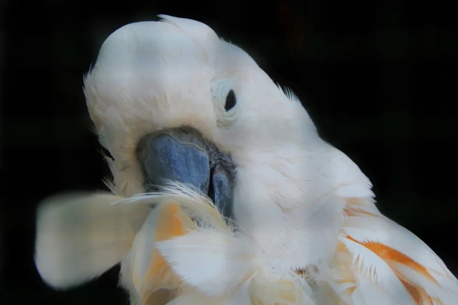 wyrywanie piór przez papugę