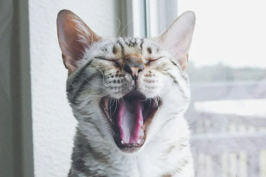 kot z usuniętymi zębami
