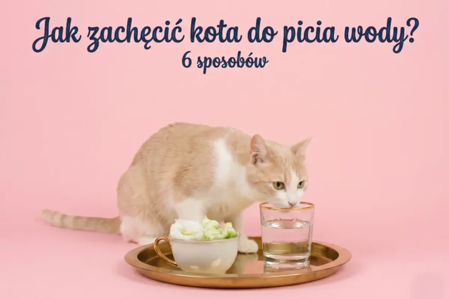 kotek pijący wodę